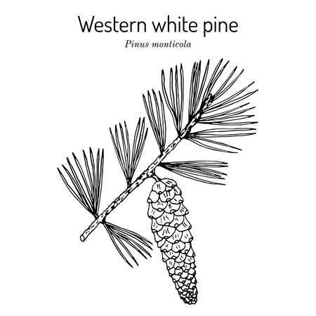 Western white pine Pinus monticola , state tree of Idahoのイラスト素材