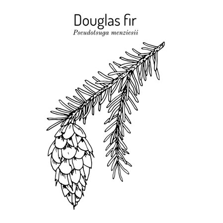 Douglas-fir Pseudotsuga menziesii , state tree of Oregonのイラスト素材