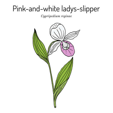 Queens ladys-slipper Cypripedium reginae , state flower of Minnesotaのイラスト素材