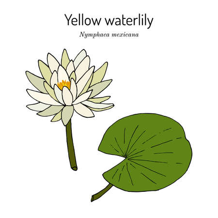Yellow or Mexican waterlily Nymphaea mexicana , aquatic plant,のイラスト素材