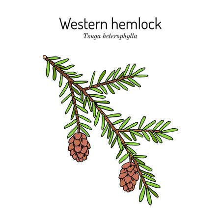 Western hemlock spruce Tsuga heterophylla , state tree of Washington.のイラスト素材