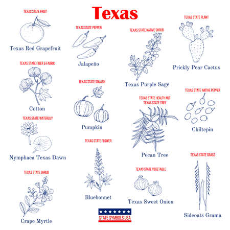 Texas. Set of USA official state symbolsのイラスト素材