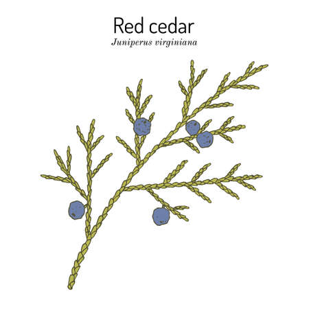Eastern redcedar or Virginian juniper Juniperus virginiana , state tree of Tennesseeのイラスト素材