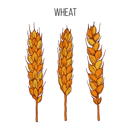 Vector set of wheat earsのイラスト素材