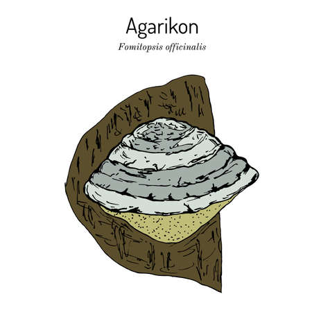 Agarikon, or quinine conk fungus Fomitopsis or Laricifomes officinalis , medicinal mushroom on white backgroundのイラスト素材
