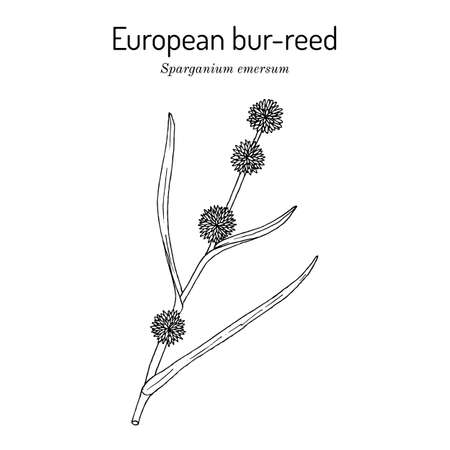 European bur-reed Sparganium emersum , medicinal plantのイラスト素材