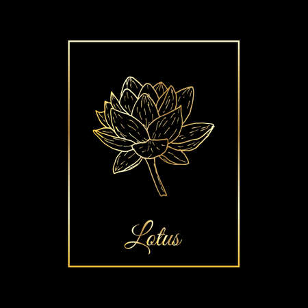 Lotus plant with flower. Hand drawn vectorのイラスト素材