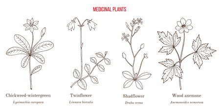 Set of medicinal plants. Hand drawn vectorのイラスト素材