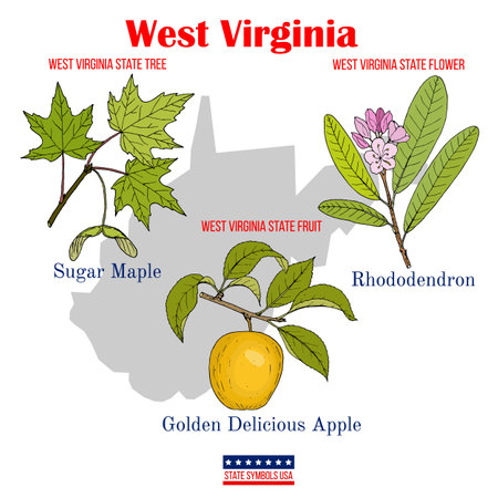West Virginia. Set of USA official state symbolsのイラスト素材
