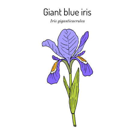 Giant blue iris iris giganticaerulea , state wildflower of Louisianaのイラスト素材