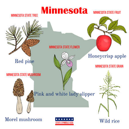 Minnesota. Set of USA official state symbolsのイラスト素材