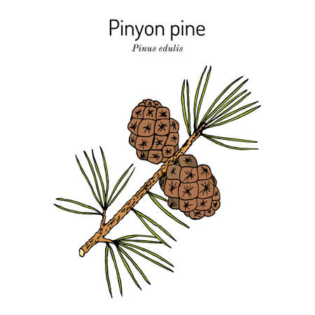 Pinyon or nut pine Pinus edulis , state tree of New Mexicoのイラスト素材