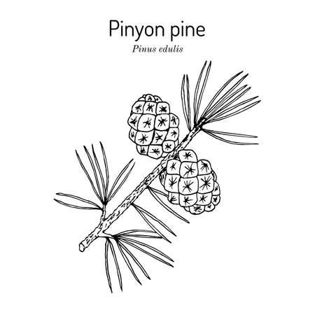 Pinyon or nut pine Pinus edulis , state tree of New Mexicoのイラスト素材