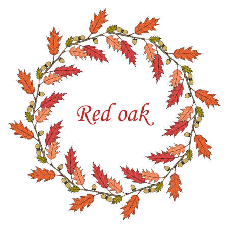 Floral wreath northern red oak Quercus rubraのイラスト素材
