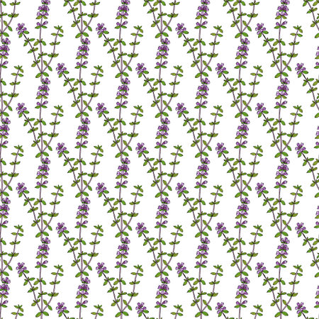 Seamless pattern with Garden thymeのイラスト素材