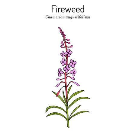 Chamerion angustifolium, fireweed, rosebay willow-herbのイラスト素材