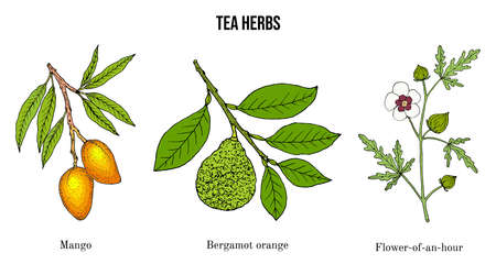 Set of different tea plantsのイラスト素材