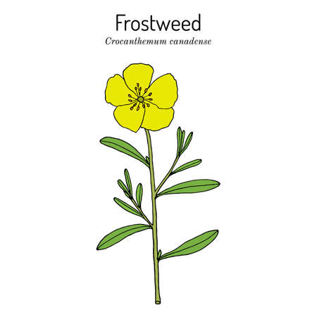 Canada frostweed Helianthemum canadense , medicinal plantのイラスト素材