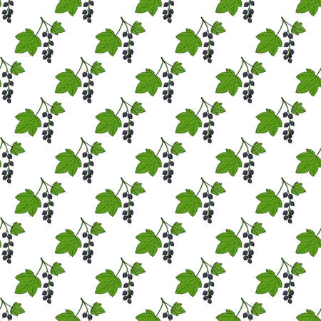 Seamless pattern with black currant, medicinal plantのイラスト素材