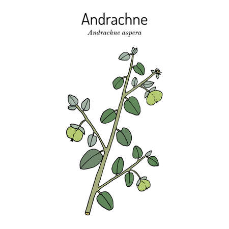 Andrachne Andrachne aspera , medicinal plantのイラスト素材