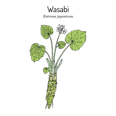Wasabi or Japanese horseradish Eutrema japonicum , edible plantのイラスト素材