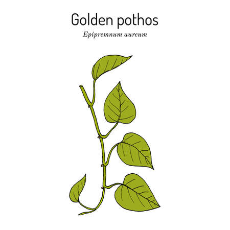 Golden pothos, or ivy arum Epipremnum aureum , house plantのイラスト素材