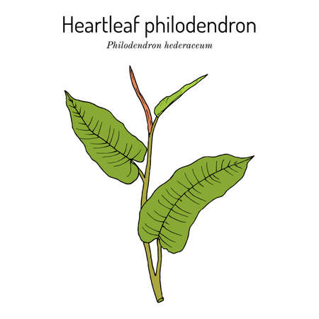 Heartleaf philodendron Philodendron hederaceum, or scandens , ornamental house plant.のイラスト素材