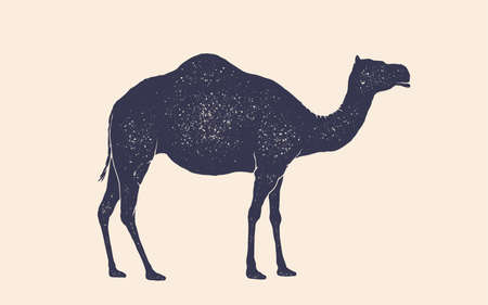 Camel, dromedary. Vintage retro print, black white camel drawing, grunge old school style. Isolated black silhouette camel on white background. Side view profile. Vector Illustrationのイラスト素材