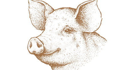 Pork, pig head. Vintage retro print, black white pig sketch ink pencil style drawing, engrave old school. Sketch artwork silhouette head pig, white background. Side view profile. Vector Illustrationのイラスト素材
