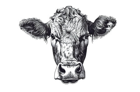 Cow, bull, farm. Vintage retro print, black white cow sketch ink pencil style drawing, engrave old school. Sketch artwork silhouette farm cow, white background. Side view profile. Illustrationの素材