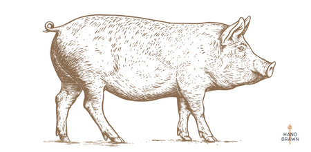 Pork, hog head. Vintage retro print, black white pig sketch ink pencil style drawing, engrave old school. Sketch artwork silhouette head pig, white background. Side view profile. Vector Illustrationのイラスト素材