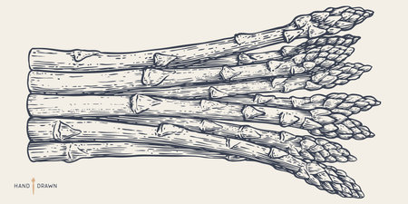Asparagus, sketch organic vegetable. Vintage retro print, black white asparagus drawing, sketch ink pencil draw, engrave old school style. Sketch artwork silhouette asparagus. Vector Illustrationのイラスト素材