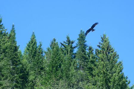 An predatory bird with spread wings flies against the blue sky near a forest. Hunting bird of preyの写真素材