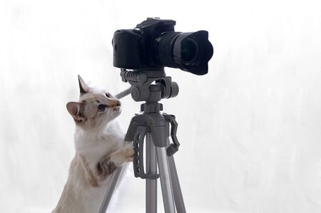 Funny beige cat is photographer with DSLR camera on tripod. Isolated on white backgroundの写真素材
