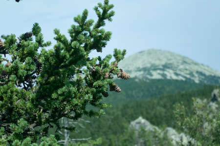 Beautiful mountain landscape with fir-tree on foreground.の写真素材