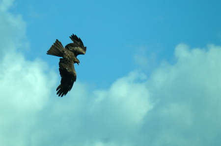 An predatory bird with spread wings flies against the blue sky