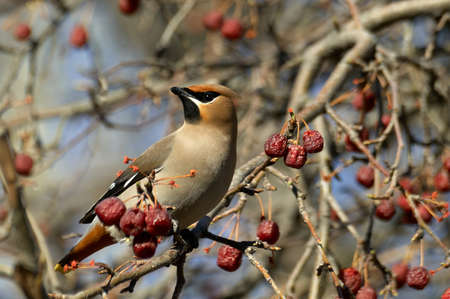 Little bird on the tree. Waxwing perched on a twig with berriesの写真素材