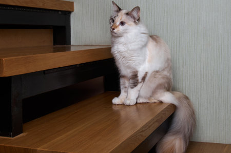 Portrait of beige cat sitting on the stair floor. Looking at camera, beige cat with blue eyes at homeの写真素材