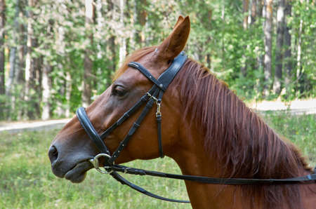 The head of a brown horse against the backdrop of a green forest