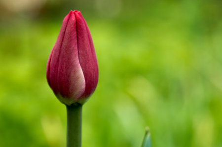 Close up of dark red tulip over green grass background.の写真素材