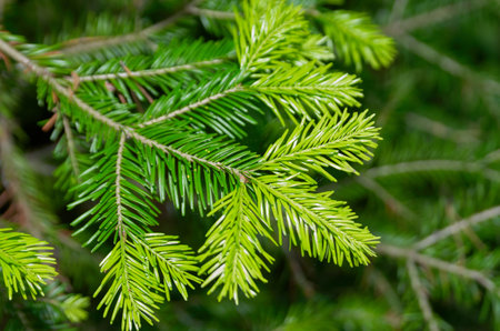 Close-up of green coniferous branch with soft focus