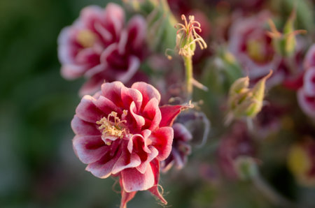 Close up of beautiful red and white flowers in the parkの写真素材