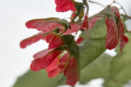 Close-up of red maple seeds on a green treeの写真素材