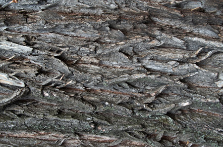 Close-up of tree bark texture