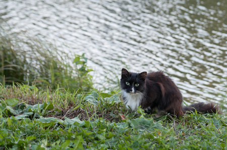 Black and white fluffy cat on the shore of a pondの写真素材