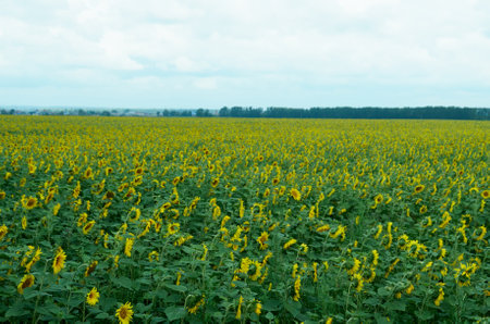 Field with sunflowersの写真素材