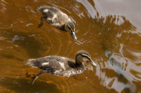 Duck with ducklings near the shore on the surface of the waterの写真素材