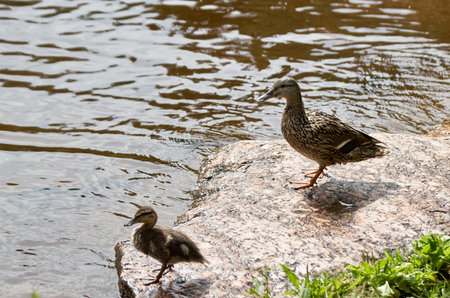 Duck with ducklings near the shore on the surface of the waterの写真素材