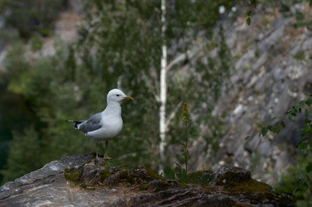 Seagull sits on coastal stonesの写真素材
