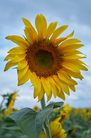 Sunflower flower close upの写真素材